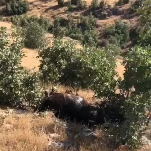 Batman'da At Katliamı! 7 Yılkı Atı Öldürüldü!