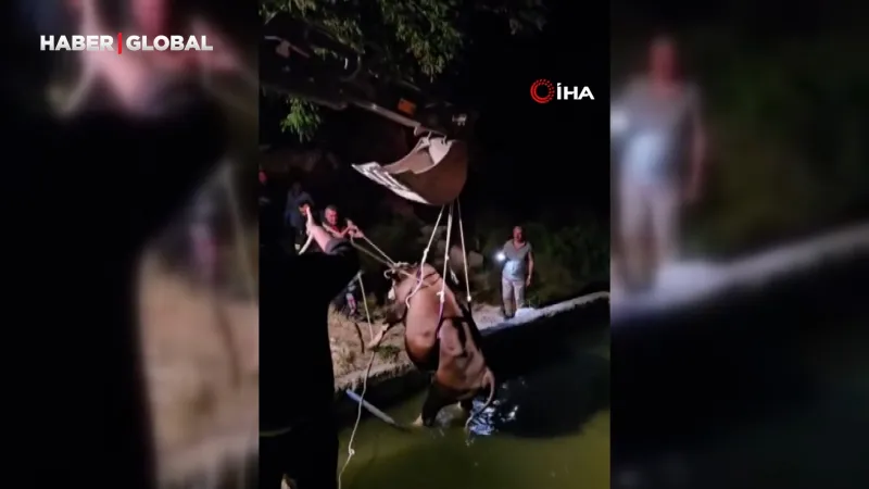 Adıyaman'da Havuza Düşen İnek! İşte O Anlar...