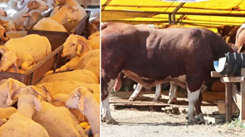 Kurban Pazarı Alarm Veriyor! Alıcı Fiyat, Satıcı Maliyet Derdinde!