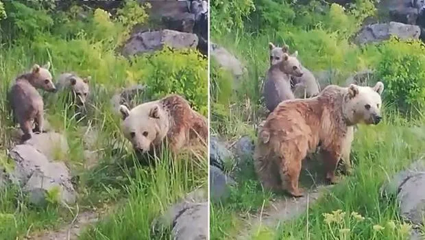 Nemrut'ta Ayı Sürprizi! Bir Yıl Sonra Görüntülendiler!