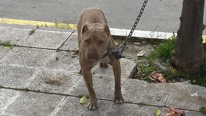 Gaziosmanpaşa'da ağızlıksız gezdirilen pitbull başka köpeğe saldırdı