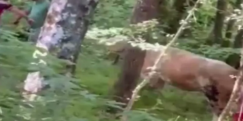 Bolu'da Kurbanlık Boğa Terörü! Ormanda Kayboldu, Köylü Peşine Düştü
