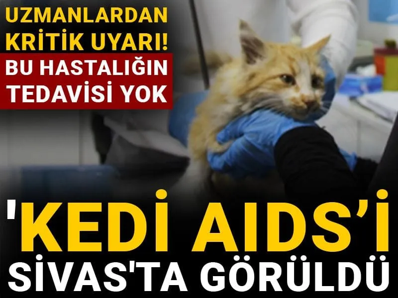 'Kedi AIDS’i Sivas'ta görüldü: Bu hastalığın tedavisi yok!