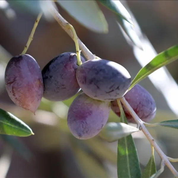 Hatay'da Zeytin Hasadı Başladı! Fiyatı Dudak Uçuklattı!