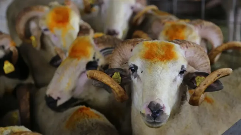 Kurban Bayramı'nda Türkiye'de ne kadar hayvan kesildi?