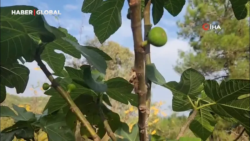 Aralıkta İncir Şoku! Mevsim Şaşıran Ağaçlar Meyve Verdi