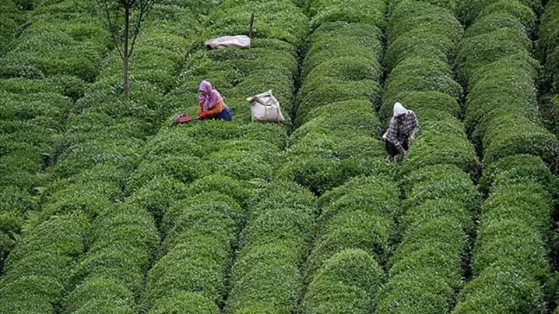 Çay Üreticileri Dikkat! 2025 Yaş Çay Fiyatı Açıklandı!