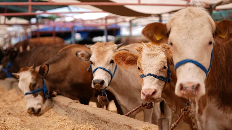 Kurbanlık Hastalık Alarmı! Bakanlık Önlemleri Açıkladı