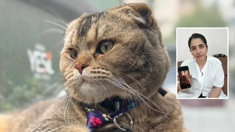 Kedi Diablo Kayıp! Bulanı Boşanmaktan Kurtaracak 15 Bin TL Ödül