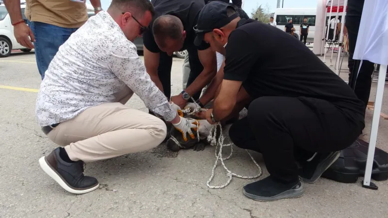 Malatya'da Pitbull Dehşeti! Başıboş Köpek Kadına Saldırdı