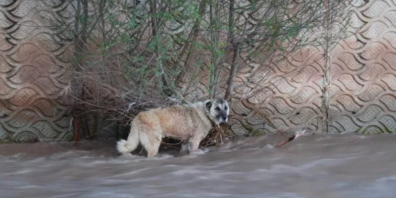 Oltu Çayı'nda Mucize Kurtuluş! Köpek 4 Saat Sonra Hayata Döndü