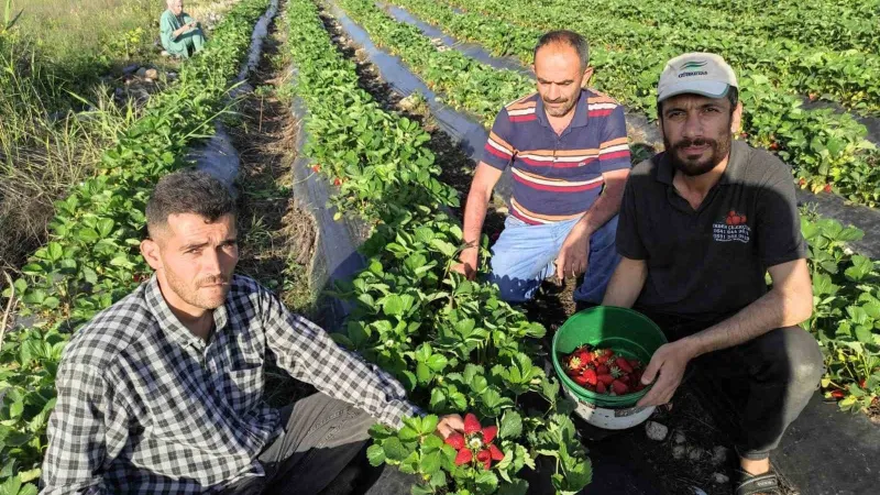 Sason Çileği: Organikte Rekor Hasat! Fiyatlar Şok Etti!