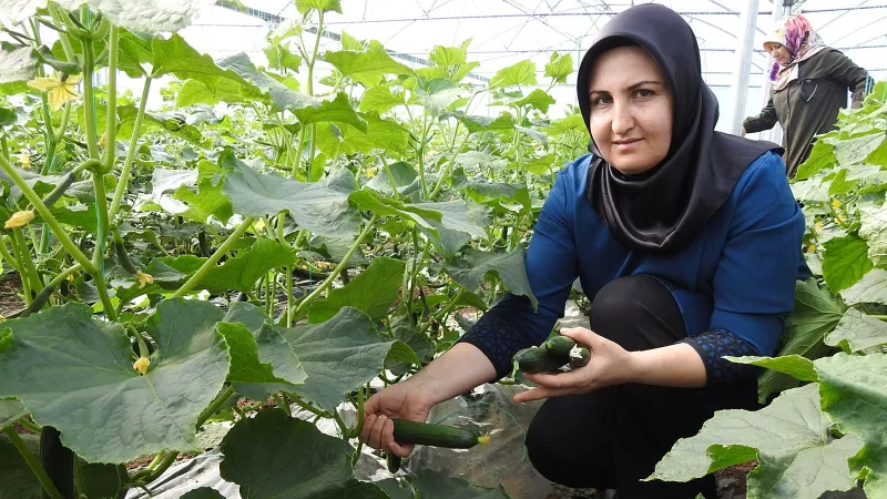 Gaziantep'te Kadınlar Seracılıkta Rekor Kırıyor! Günlük 500 Kilo Üretim
