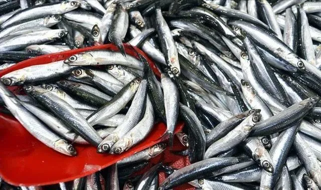 Hamsi İhracatında Rekor! Türkiye'nin Kazancı Dudak Uçuklattı