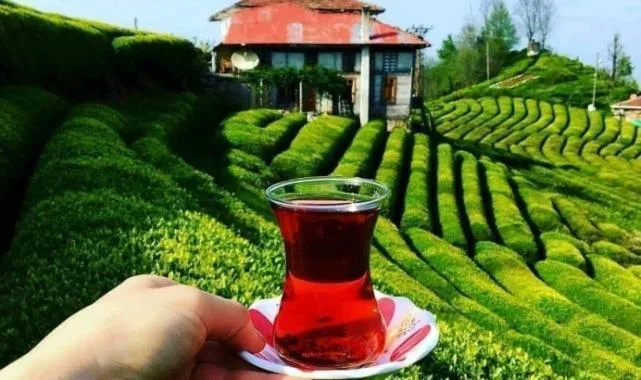 Rize'nin 5 aylık çay ihracatı 8,6 milyon doları aştı