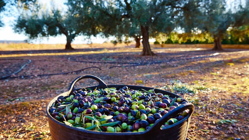 Yeşil Mutabakat Zeytin Üreticisini Nasıl Etkileyecek? Şok Rapor!