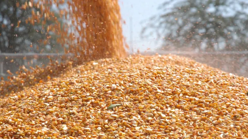 TİGEM'den Dev Mısır Satışı! Fırsatı Kaçırma