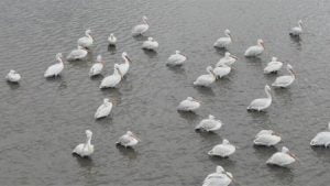 Kuyucuk Kuş Cenneti tepeli pelikanları ağırladı
