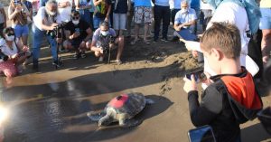 Muğla’da tedavileri tamamlanan caretta carettalar denize bırakıldı